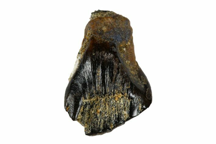 Partially Rooted Fossil Nodosaur Tooth - Judith River Formation #173468